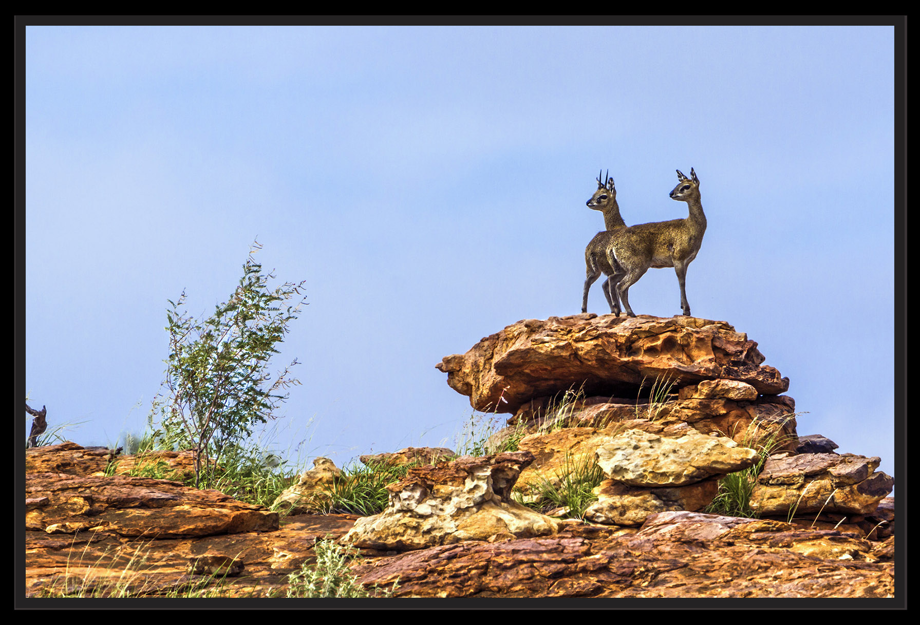 Couple Antilopes Oreotrague photographie Fine Art Animal Afrique