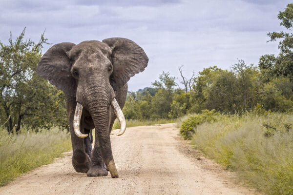 Eléphant marchant sur piste