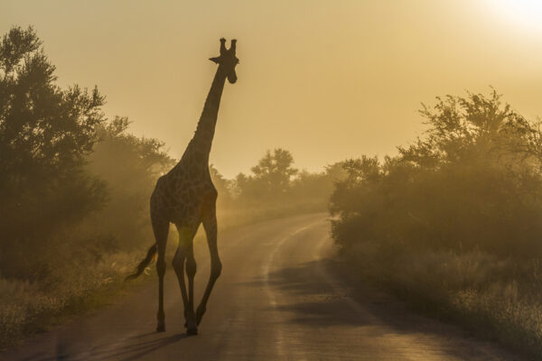 Girafe coucher de soleil