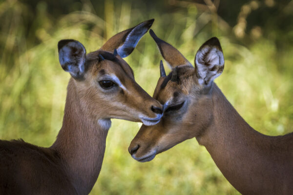 Tendresse de jeunes impalas
