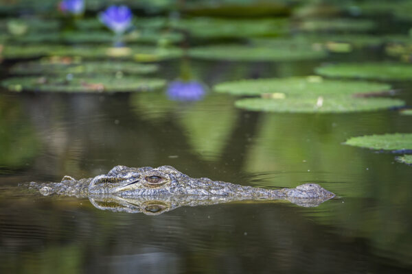 Portrait de crocodile