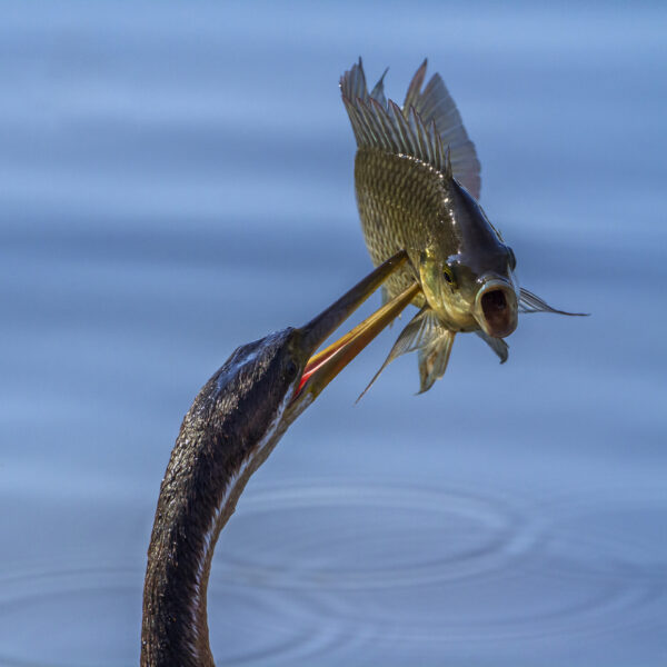pêche du heron