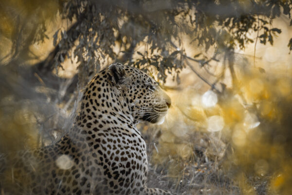 Portrait de léopard automne