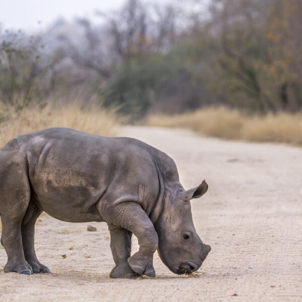 bébé rhinocéros afrique