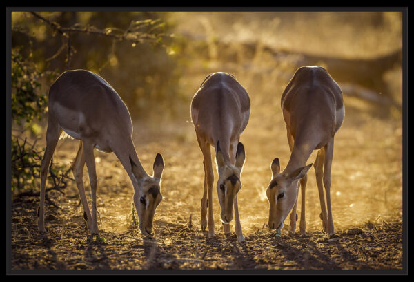 Trio d’impalas au soleil rasant