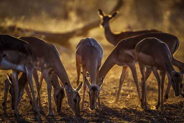 Groupe d'impalas au coucher du soleil