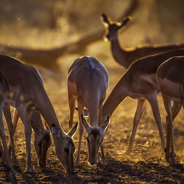 Groupe d'impalas au coucher du soleil