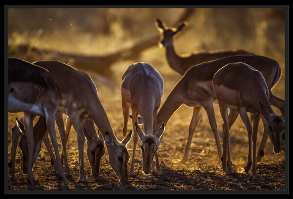 Groupe d’impalas au coucher du soleil