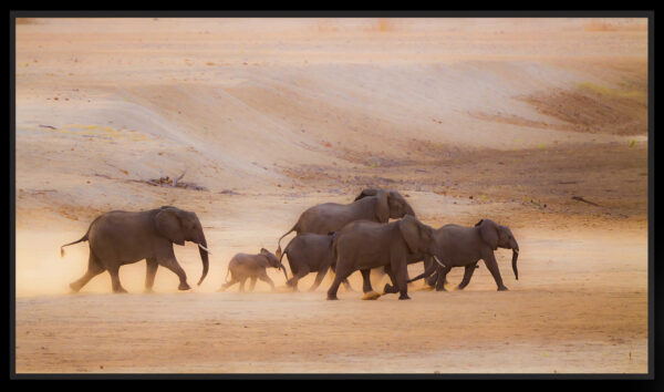 éléphants dans le desert