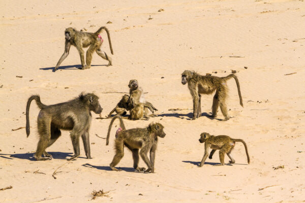groupe de babouins