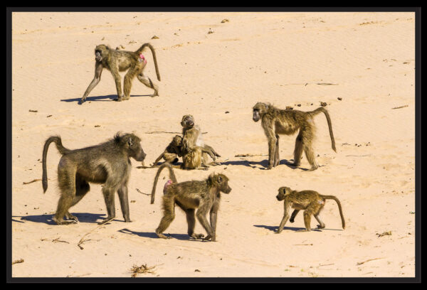 groupe de babouins