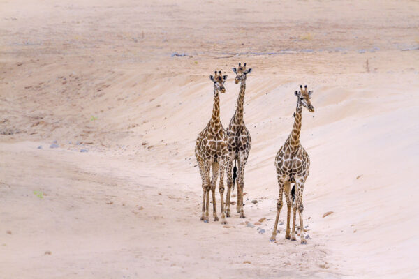girafes desert Afrique