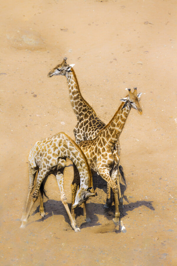 trois girafes Afrique