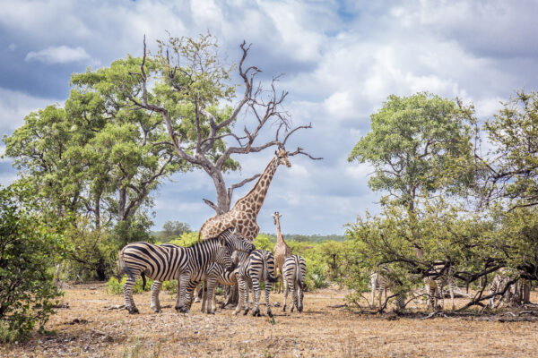 Zebres girafes savane