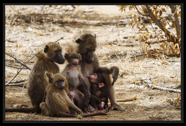 famille babouins chacma