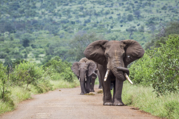 Eléphants safari Afrique