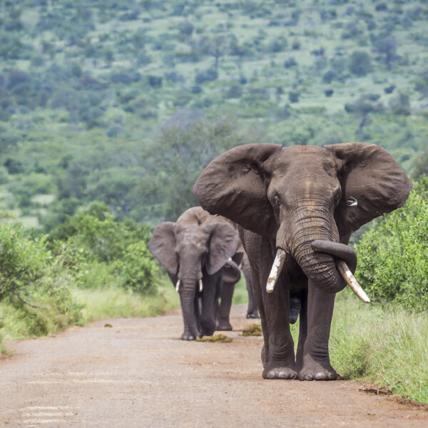 Eléphants safari Afrique