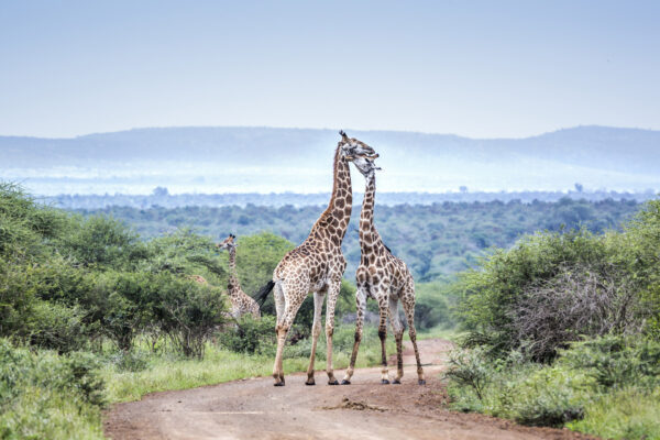 couple de girafes