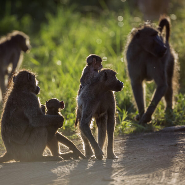babouins avec bébés