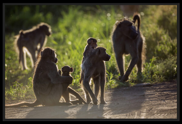 babouins avec bébés