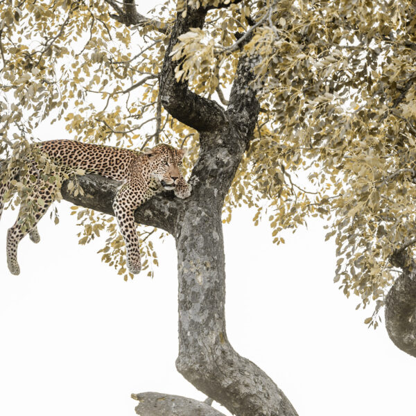 Léopard dans un arbre