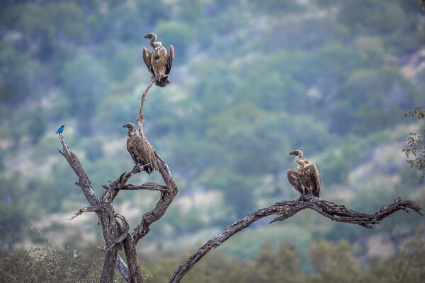 vautours africain perchés