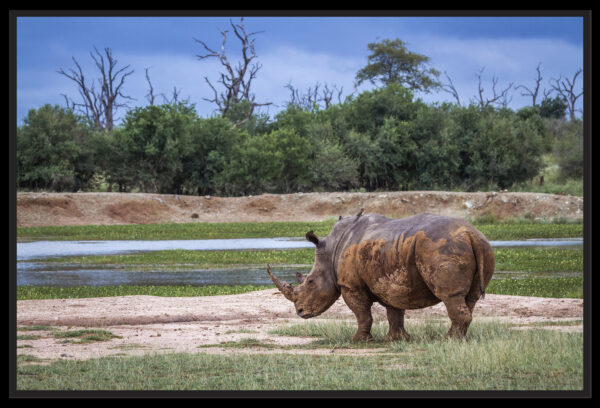 Rhinocéros blanc Afrique