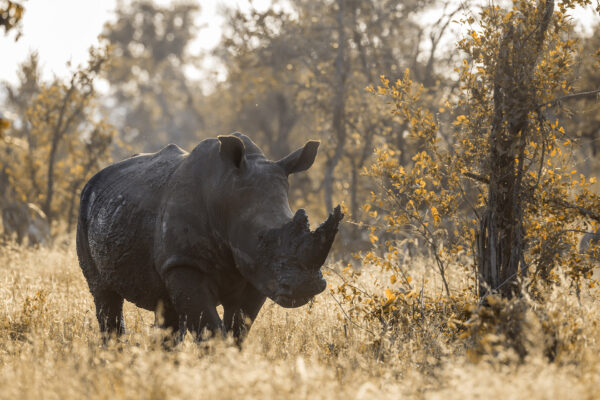 Rhinoceros safari Afrique