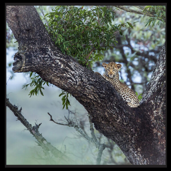 Adorable jeune léopard