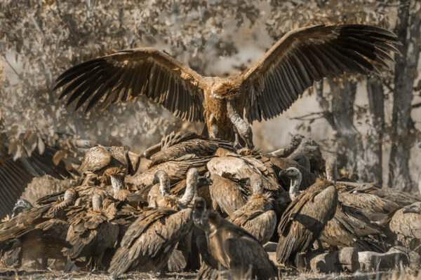 Vautour africain