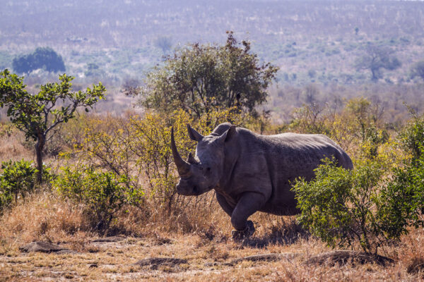 Rhinoceros blanc longue corne