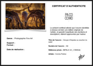 Certificat d'authencité Groupe d'impalas au coucher du soleil