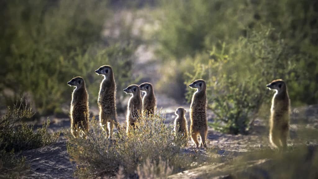Famille de suricates à en alerte